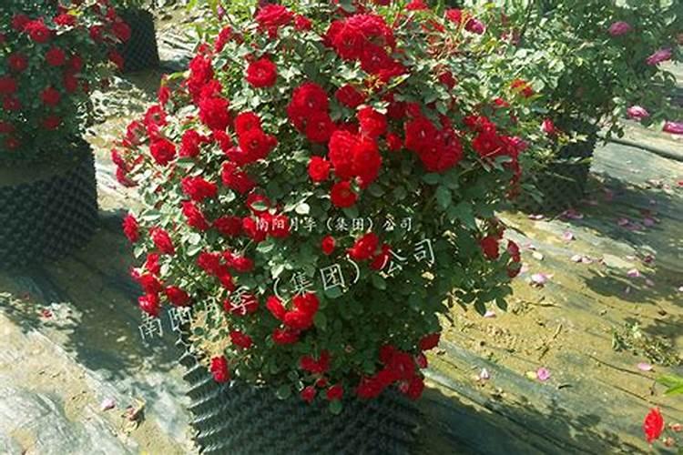 月季花肥用什么肥料好