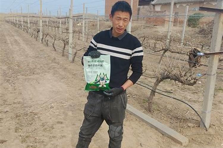 葡萄白腐病有哪些防治方法？