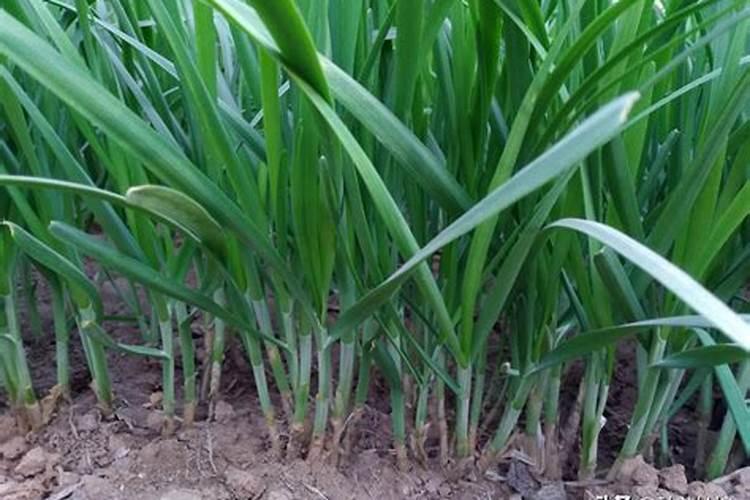 韭菜种植需要施什么肥料