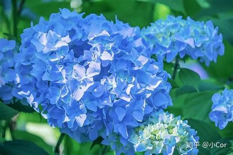 绣球花怎么养？绣球花怎么调色