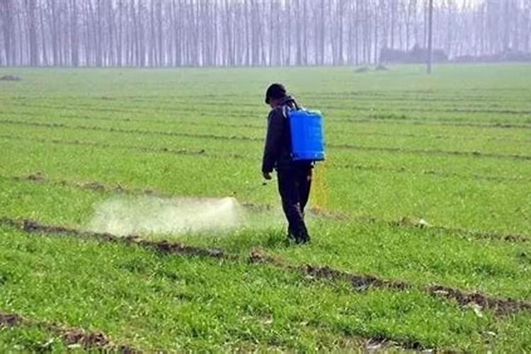 给麦子打+灭草剂什么时候打好晚上9点有雨能打吗？