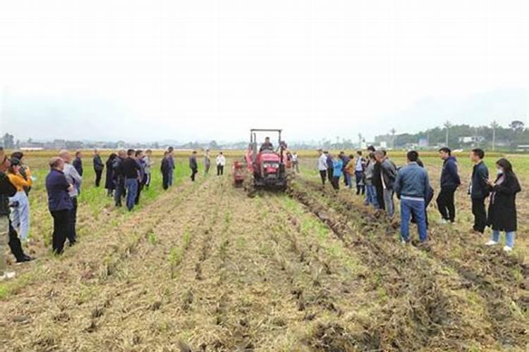 小麦打什么叶面肥增产