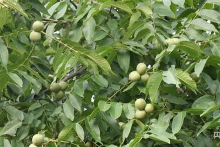 种植核桃时,需要施什么肥更容易坐果呢？