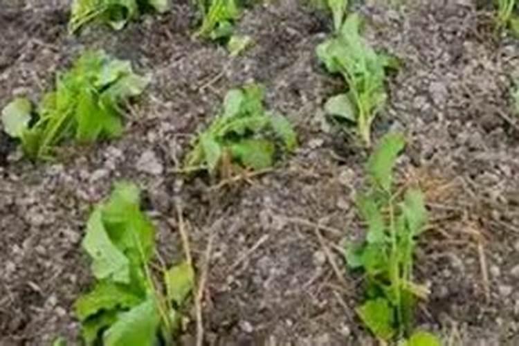 油菜喷施叶面肥技术