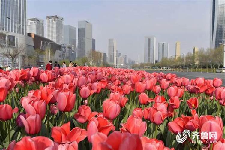 郁金香怎么水培种植