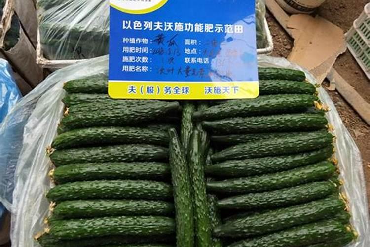 种植黄瓜如何使用磷酸二氢钾？