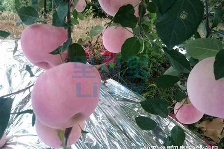 苹果树摘完果子需要用月子肥吗？