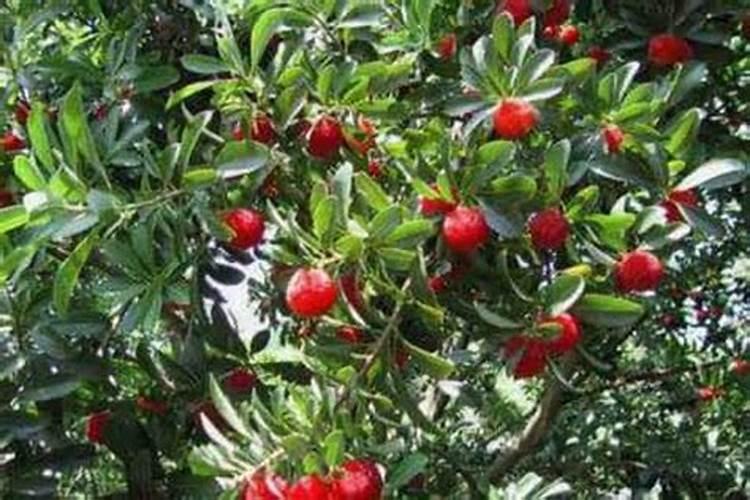 杨梅树已经开花,怎样施肥防病害？