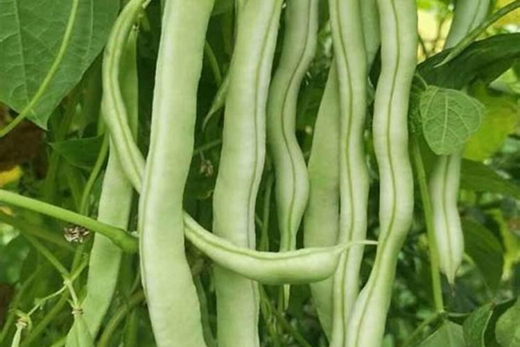 四季豆施什么肥料