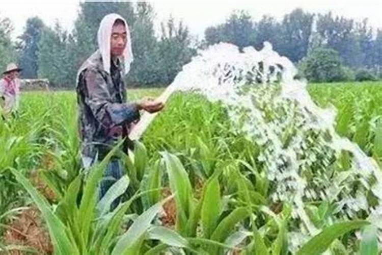 氧化钾可以作玉米冲施肥吗？