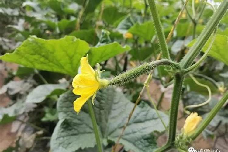 蔬菜作物缺磷有何症状？怎样防治