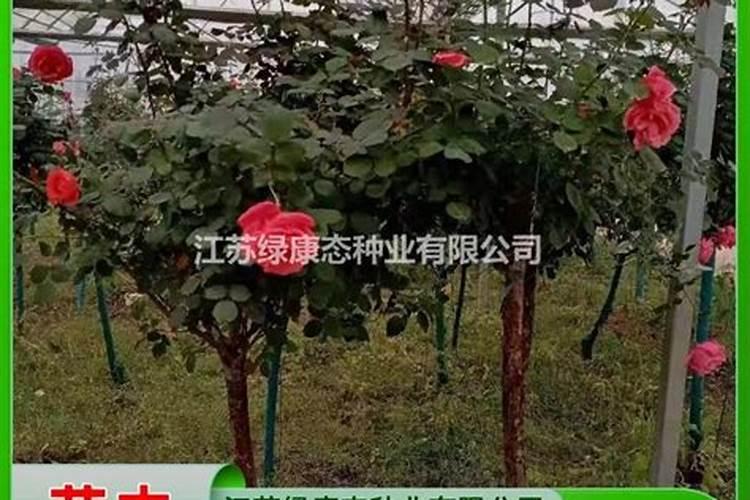 种植黄瓜可以用大量元素水溶肥吗？