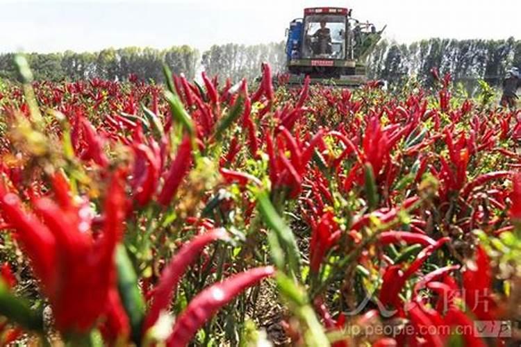 南昌秋辣椒种植时间和方法