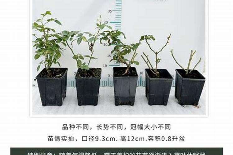 微量元素对农作物的作用
