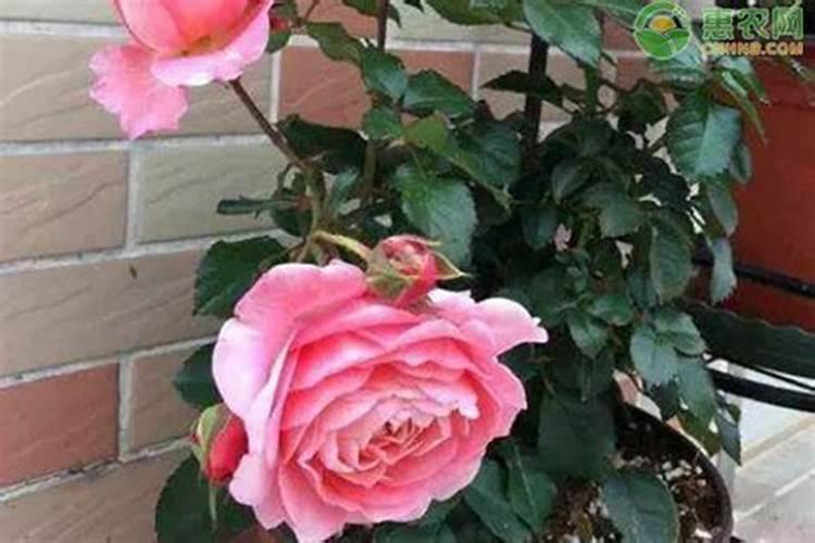 月季僵苗怎样才能发新芽