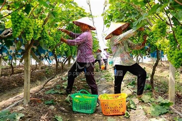 葡萄专用肥料