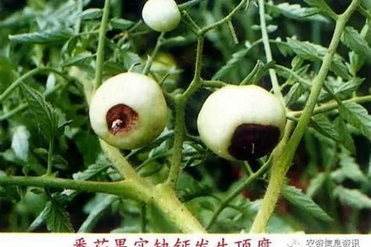 香菜出现绿黄花叶是什么情况？