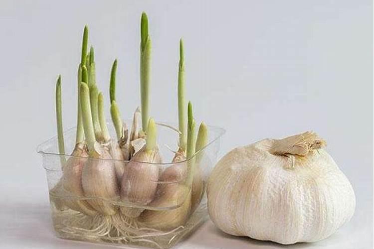 种植大蒜的时候,该怎样去施肥？