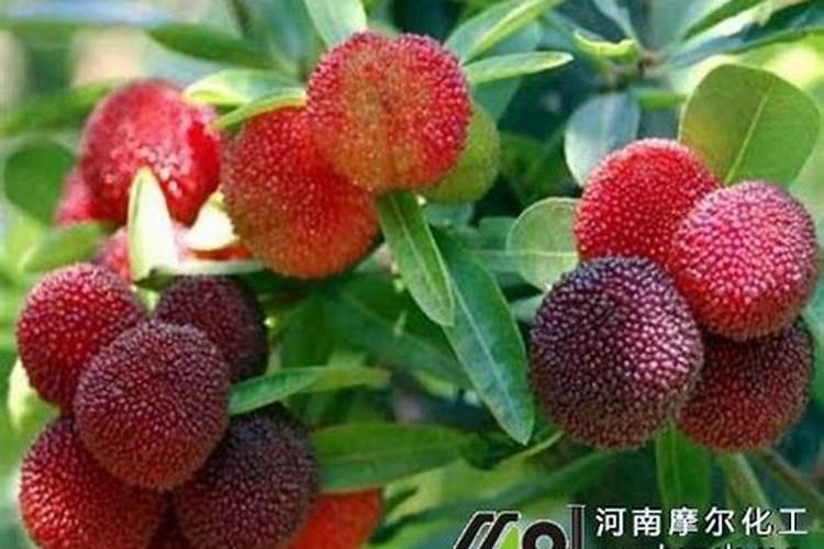 杨梅果核可以种植吗