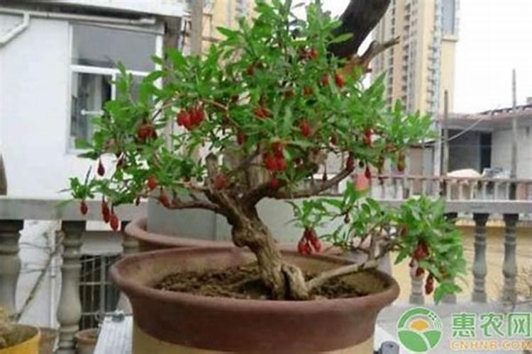 焊接用硼砂可以当水溶肥用吗