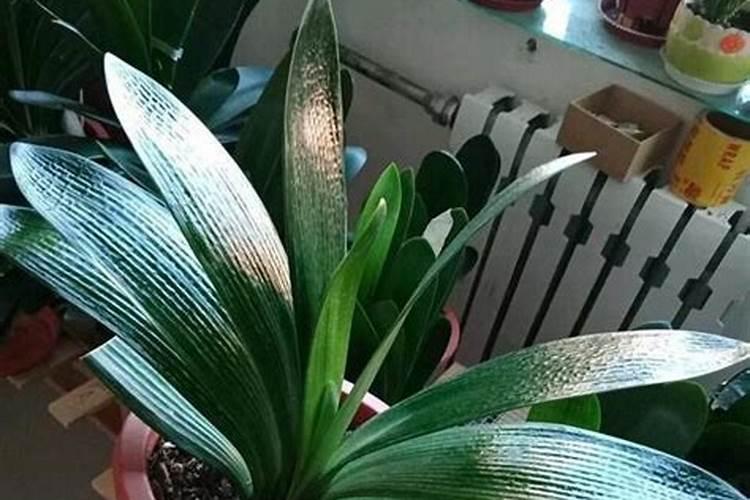 君子兰开花时能施肥吗