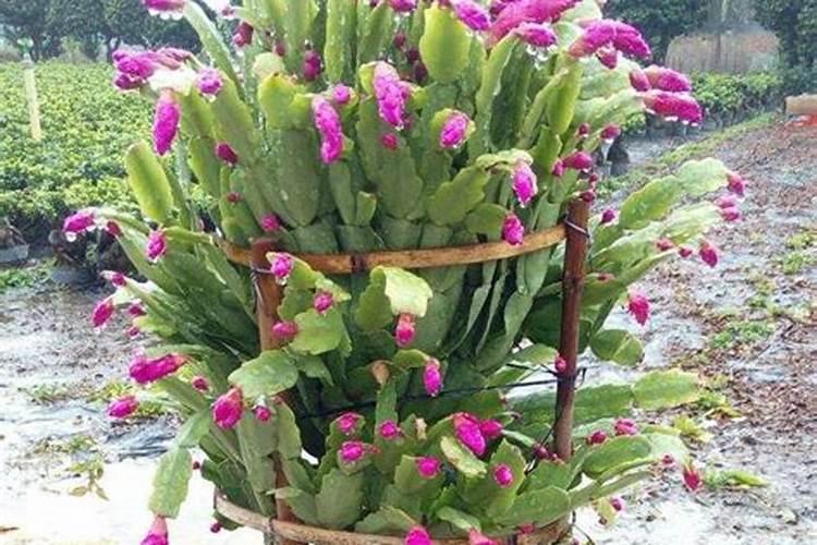 给植物施肥时,为什么总是将化肥溶于水,配成溶液后才浇到农田里,而不...