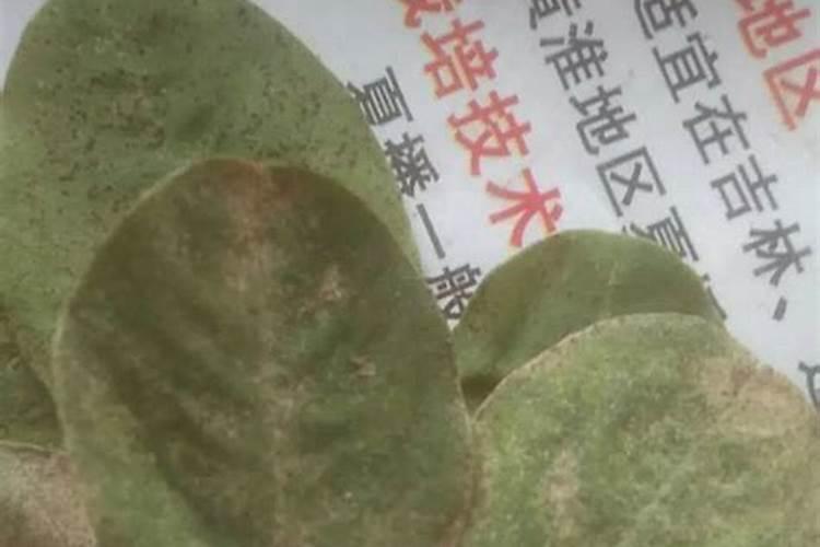 防治红红蜘蛛的同时,是否能喷叶面肥