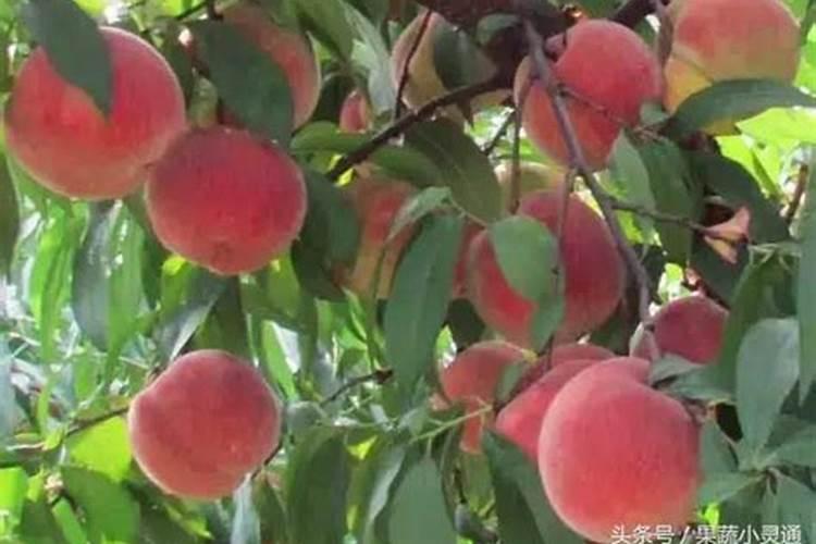 花生专用肥料