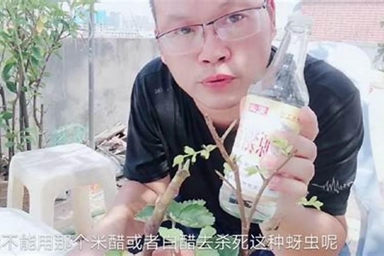 西红柿开花期该如何管理？