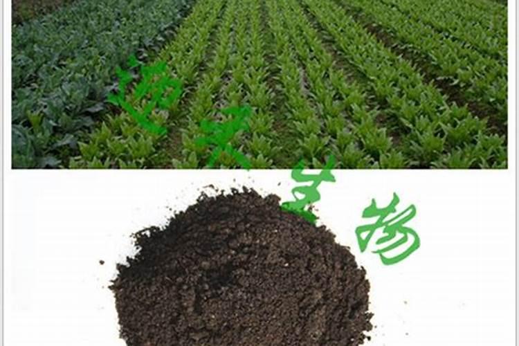 有机蔬菜用什么肥料