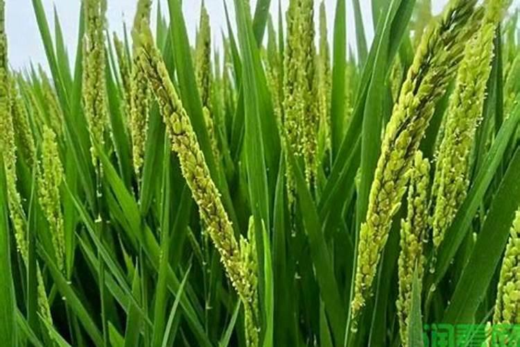 苗木种植一般用什么肥料