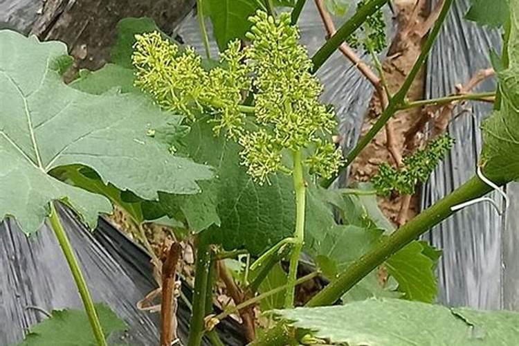 为什么要给葡萄树施花前肥？