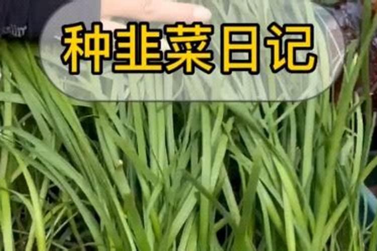 韭菜栽上多久施肥吗
