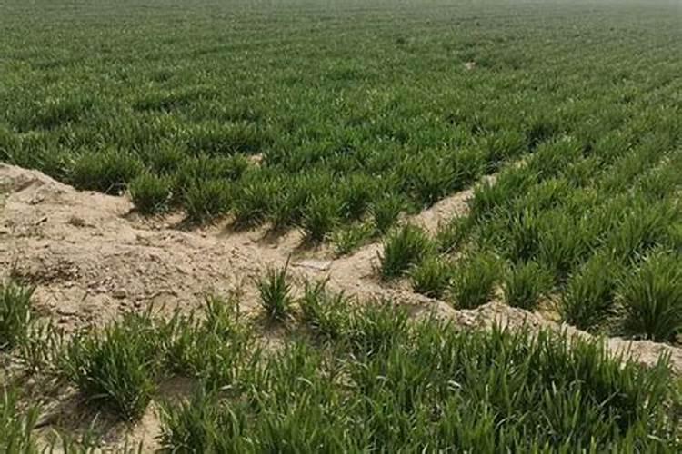 打完除草剂多久可以打叶面肥