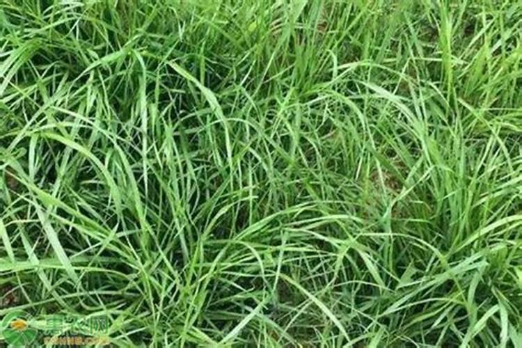 小麦打过除草剂几天可以打叶面肥