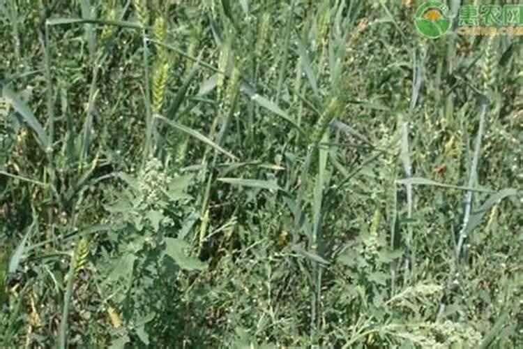 打完除草剂的小麦田几天后能打芸苔素和磷酸二氢钾呢？