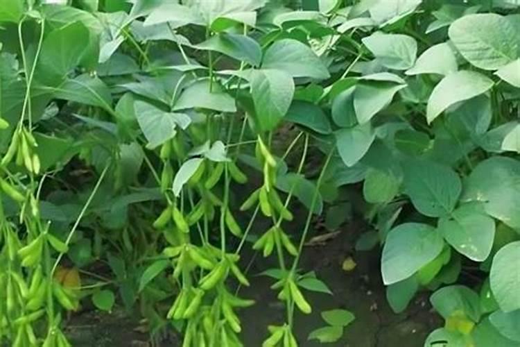 种植一亩黄豆成本是多少？