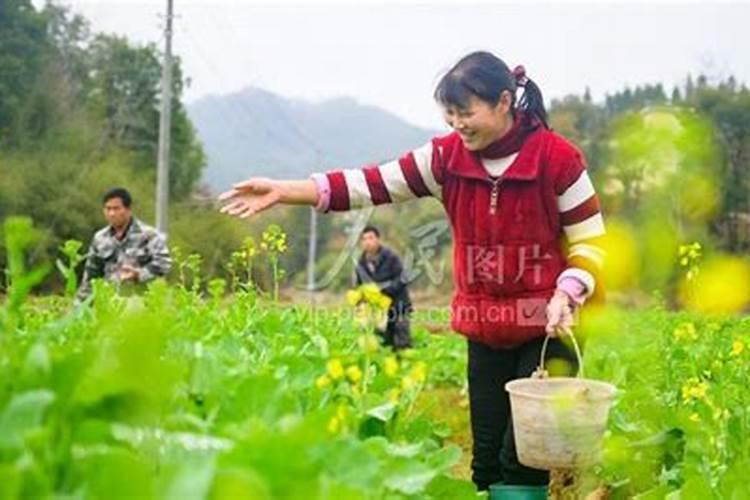 油菜施肥时间及方法,油菜施肥技术