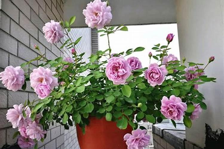 油菜底肥施用方法