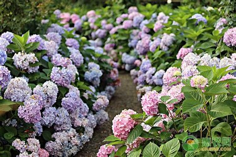 无尽夏怎么施肥