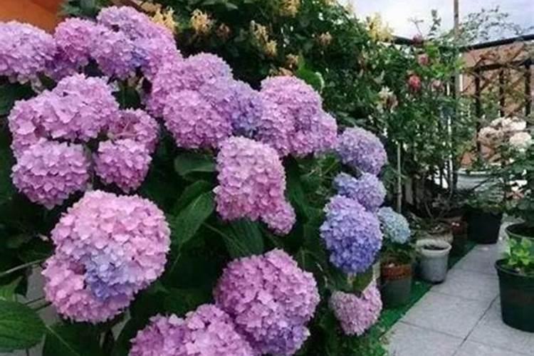 绣球花叶子发黄怎么办叶子发黄的原因及处理办法