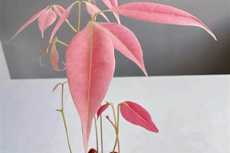 怎么用荔枝种子种出好看的叶子？