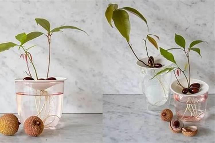 如何做一个水培荔枝