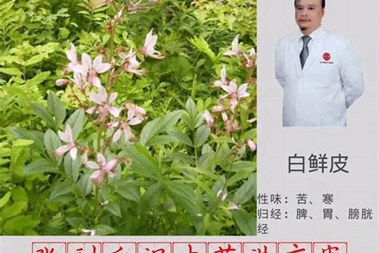 白鲜皮种植技术及亩收益 和野生的有何区别