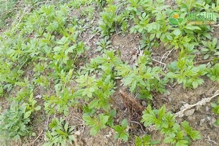 白鲜皮种植技术及亩收益 和野生的有何区别