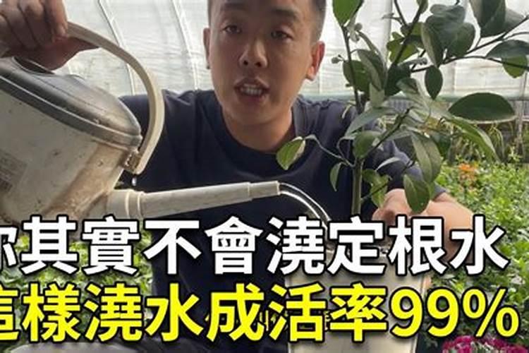 西瓜苗怎么种植方法如下