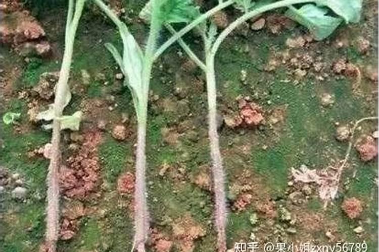 什么叶面肥对西瓜苗比较好