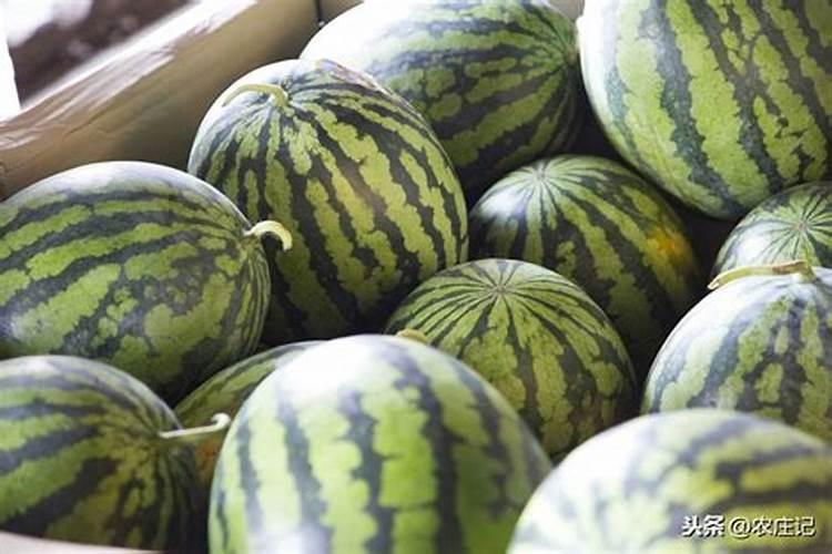 西瓜苗施加何种叶面肥较为理想