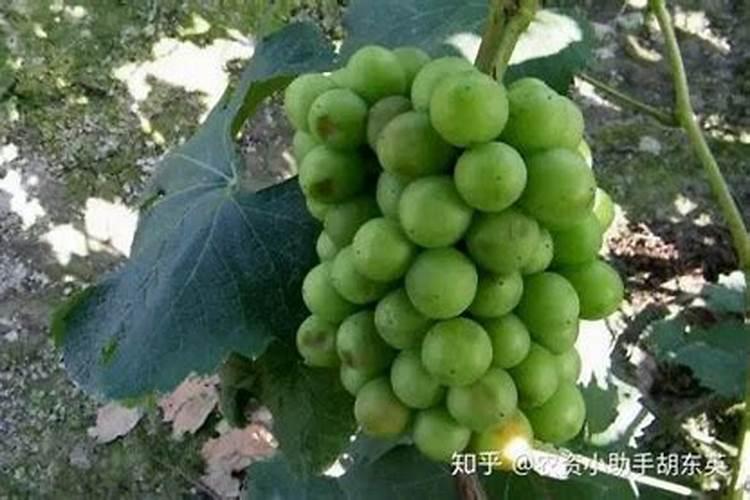 养花土壤调酸最好方法  腐植酸能调偏酸土壤吗