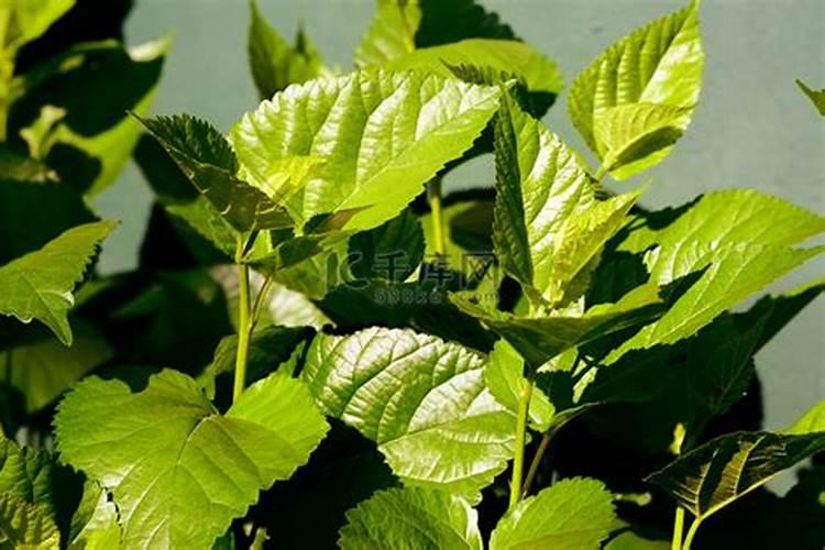 腐植酸肥料的使用方法有人知道吗？